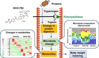 Enteropeptidase inhibition improves obesity by modulating gut ...