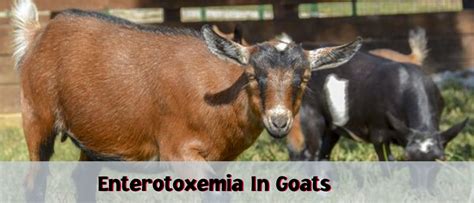 Enterotoxemia - GMS Goats