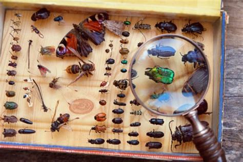 Entomology, branch of zoology dealing with the scientific study of insects. The zoological categories of genetics, taxonomy, morphology, physiology, …. 