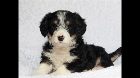the most beautiful Bernedoodles 518-280-9993. Home; B