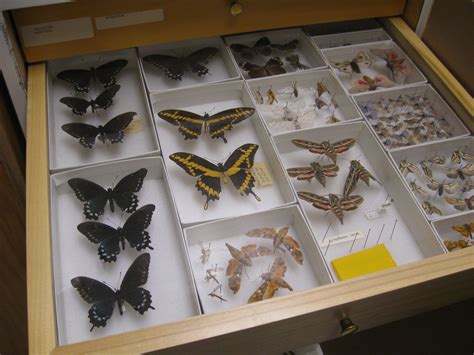 The Entomology Collection contains 500,000 pinned and 1.5 million ethanol-preserved specimens, with concentrations in Lepidoptera (butterflies and moths), Coleoptera (beetles), Hymenoptera (wasps, bees, and ants), and cave invertebrates.. Most specimens document the geographic and seasonal occurrences of insect species across Texas, but the collection houses important samples from other states .... 