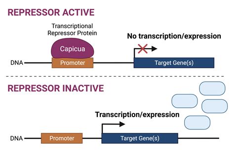 Entry - *612082 - CAPICUA TRANSCRIPTIONAL REPRESSOR; CIC …