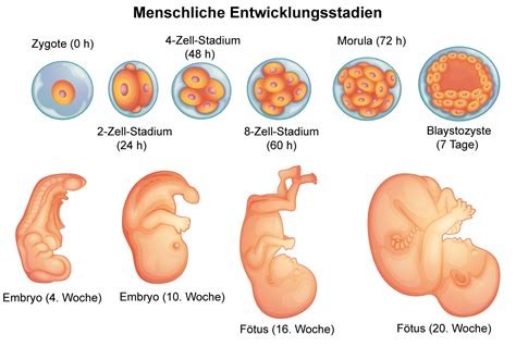 Entwicklung des hummereies von den ersten veränderungen im dotter an bis zur reife des embryo. - Pdf mass transfer binay k dutta solution manual.