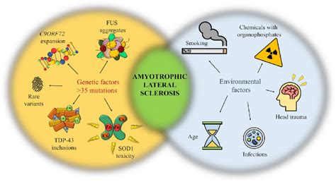 Environmental Factors The ALS Association