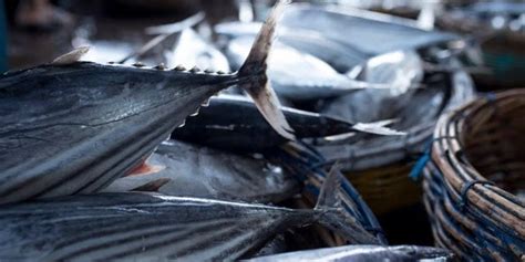 Environmental cash for fish: EU flashes green money to support Indian Ocean tuna grab