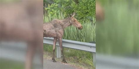 Environmental officials kill moose after it wanders onto Connecticut airport, didn’t reach runway