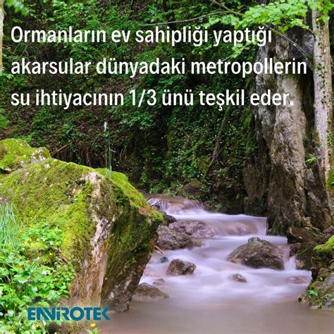 Envirotek Çevre Sağlığı Çam Kese Tırtılı, çam ağaçlarını kurutup .