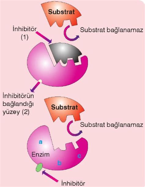 Enzimlerin aktif yörelerine girerek enzimin etkinliğini sınırlayan maddelere inhibitörler denir.