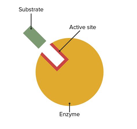 Enzyme