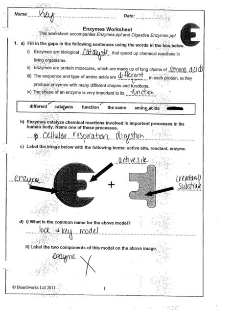 Enzyme Activity Review Sheet Answers