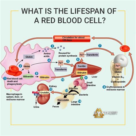 Enzyme Essential to Red Blood Cell Production and Regulation …