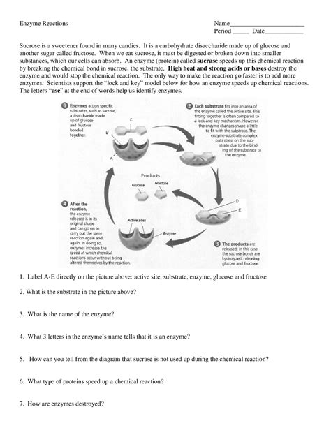 Enzyme Reactions and pH Activity Worksheet Docsity