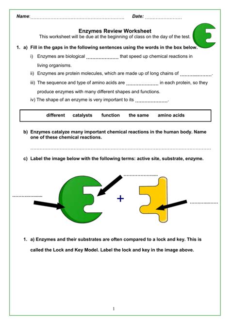 Enzyme Worksheet Answer Key