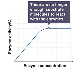 Enzyme concentration experiment.  Most enzymes are proteins, and most such proces...