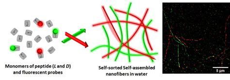 Enzyme-responsive chiral self-sorting in amyloid-inspired …