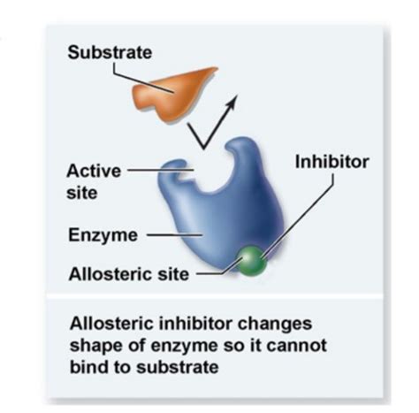 Enzymes Flashcards - Quizlet