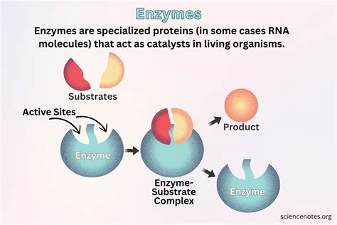 Enzymes Function definition and examples
