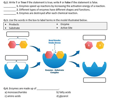Enzymes Worksheet Distance Learning Teaching Resources