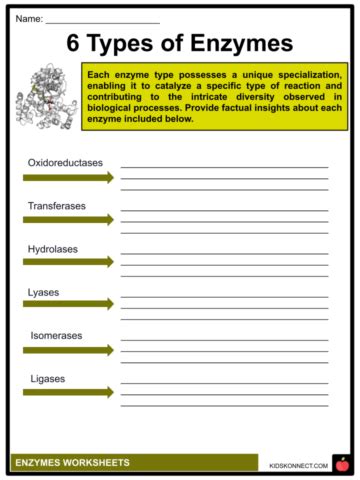 Enzymes Worksheets Structure, Classification, Functions
