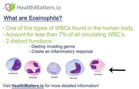 Eosinophil Count: What It Is and What It Means - Healthline