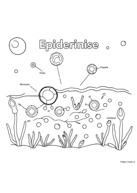 Epidermis Coloring Shee
