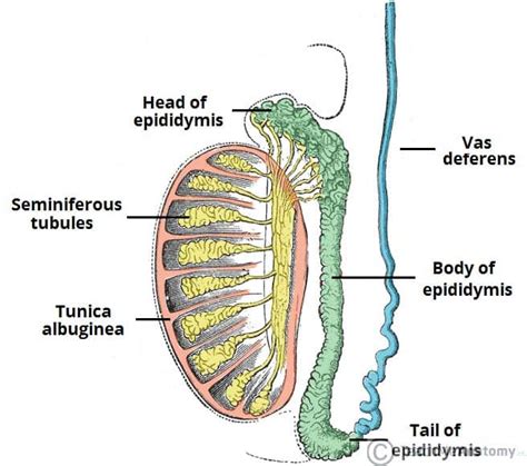 Epididym- Definition & Meaning - Merriam-Webster