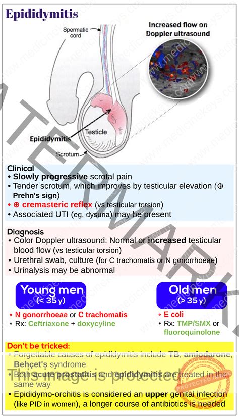 Epididymitis & Orchitis Treatment Austin Urology Institute