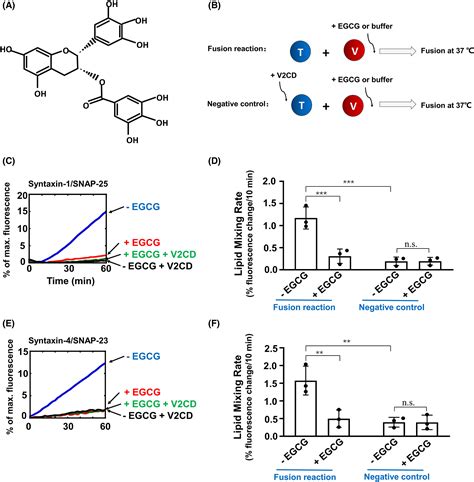 Epigallocatechin Gallate Inhibits Histamine Release from Rat Basop…