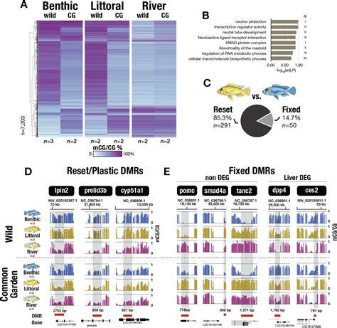 Epigenetic Divergence during Early Stages of Speciation in an …