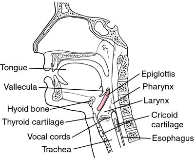 Epiglotis - definition of Epiglotis by The Free Dictionary