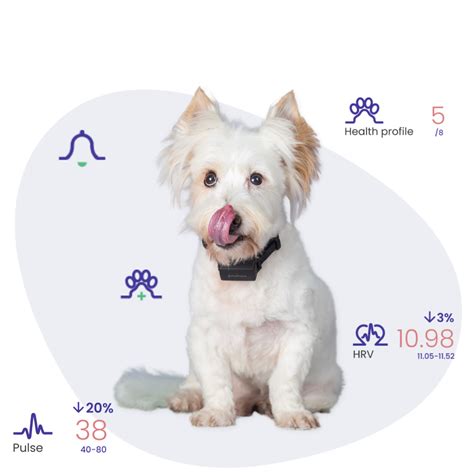 Epilepsy in Dogs - Monitor Their Seizures - PetPace Smart Collar