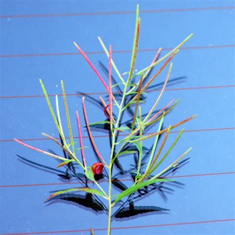 Epilobium ciliatum UMass Amherst Landscape, Nursery & Urban …