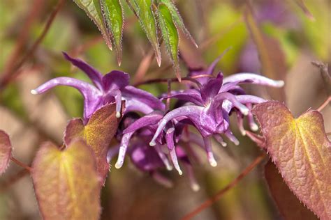 Epimedium Plant Care and Growing Guide - The Spruce