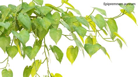 Epipremnum aureum - Money plant (3D model) - 3DTree