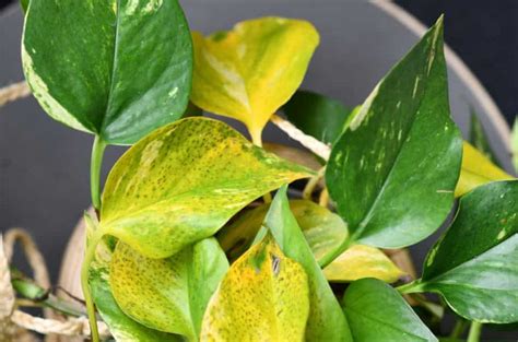 Epipremnum aureum leaves turning yellow. Feb 27, 2024 ... Yellowing, falling leaves and rotting stems indicate that you are overwatering or the soil is retaining too much water. Brown edges and brown ... 