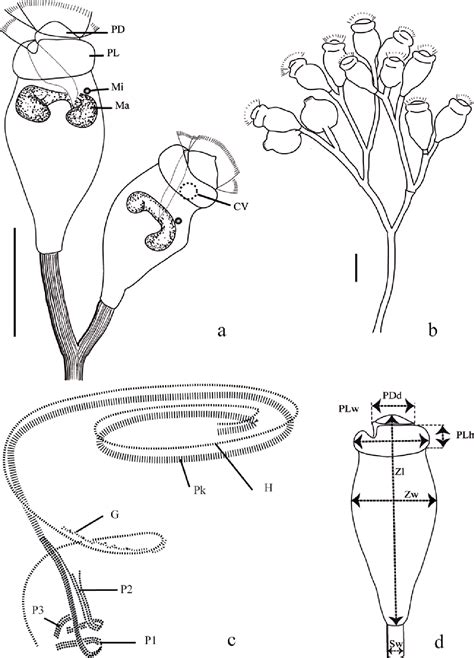 Epistylis - Above all, the morphological characteristics and molecular analyses support that the present Epistylis is a new species. Expanded phylogenetic analyses of sessilids based on both SSU rRNA gene sequences and ITS1-5.8S-ITS2 sequences reveal that the genus Epistylis consists of Epistylis morphospecies and taxonomic revision of the genus is needed. 