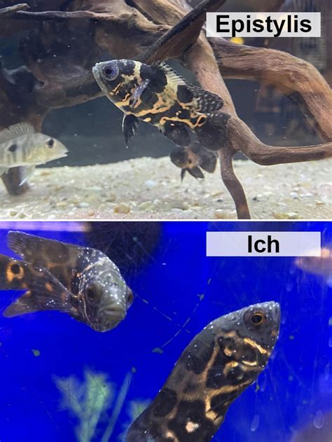 Epistylis vs ich. Presentational differences between Ich and Epistylis. The presentational differences between Ich and Epistylis are distinct, but can be difficult to determine straight away. Ich typically displays as small white discs on your fish, with generally even sizes. Ich also typically won't appear on the eye. 