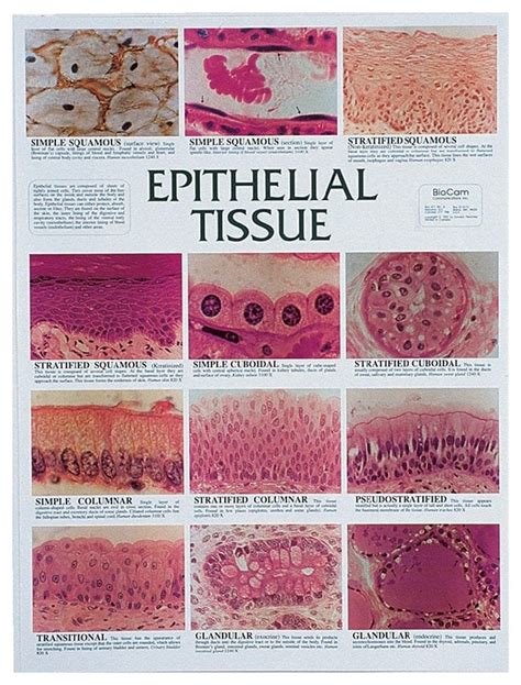 Epithelial Tissue Practice Test