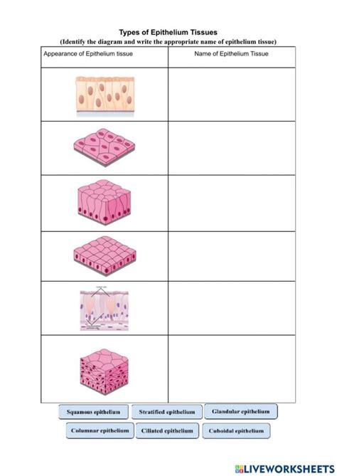 Epithelial Tissue Practice Worksheets