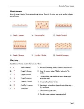 Epithelial Tissue Review Worksheet