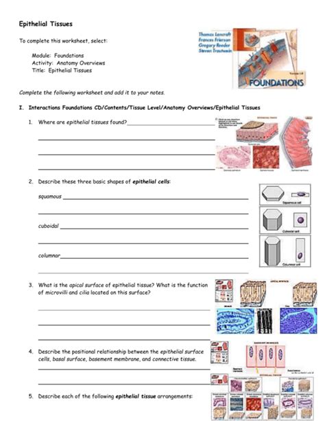 Epithelial Tissue Worksheet Answer Key