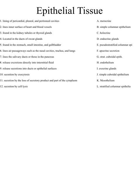 Epithelial Tissue Worksheet WordMint