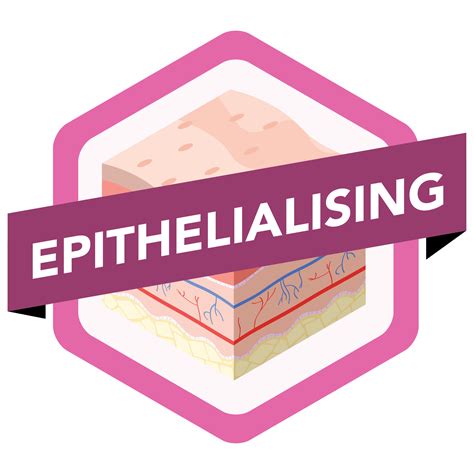 Epithelisierung – Wikipedia