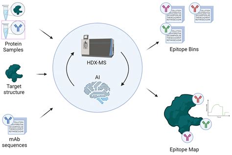 Epitope Mapping Services via HDX-MS - Rapid Novor