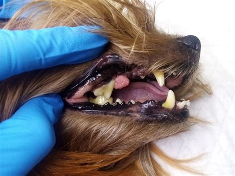 Epulis Tumors in the Mouths of Dogs - Pet Health Network