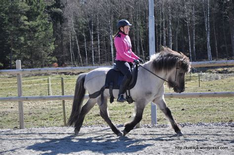 Equiband islandshäst