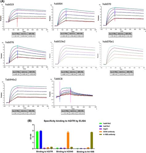 Equilibrium Analysis of High Affinity Interactions Using BIACORE