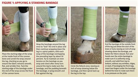 Equine First Aid - Bandaging a Horse Horse Journals