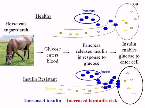 Equine Metabolic Syndrome And Elevated Insulin Levels