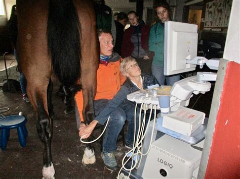 Equine ORTHOPEDIC Days - LinkedIn